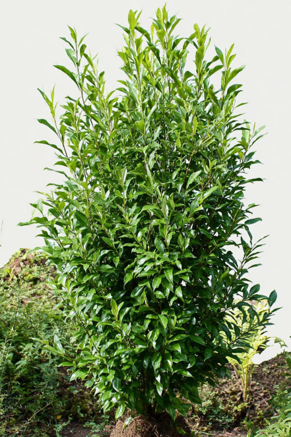 Laurbærhegg Genolia Velgrenet | Plantinavia