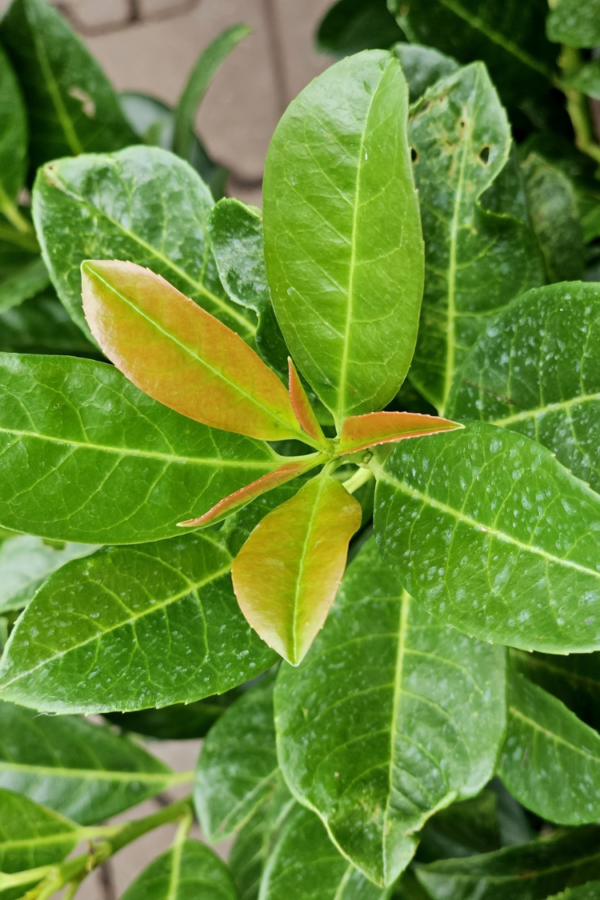 Laurbærhegg Bonaparte