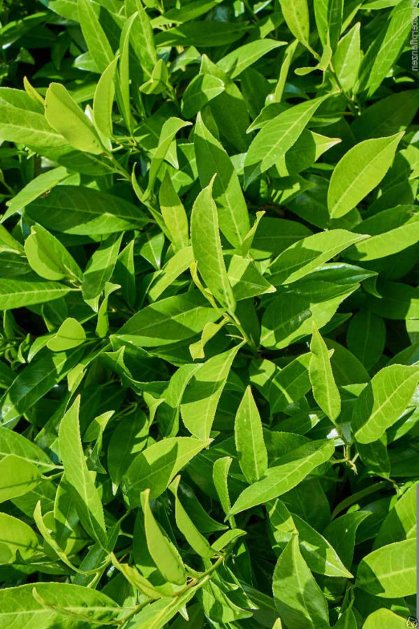 Laurbærhegg Caucasica