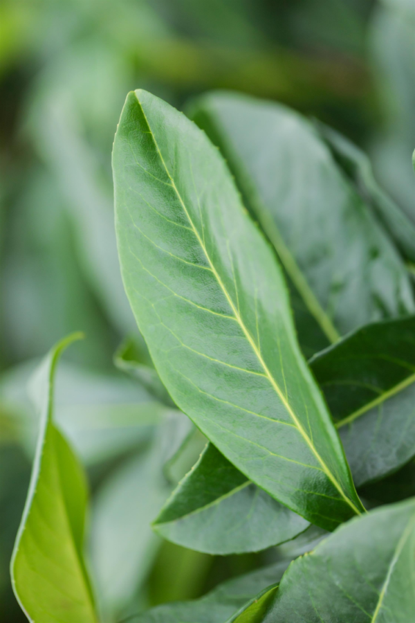 Laurbærhegg Genolia