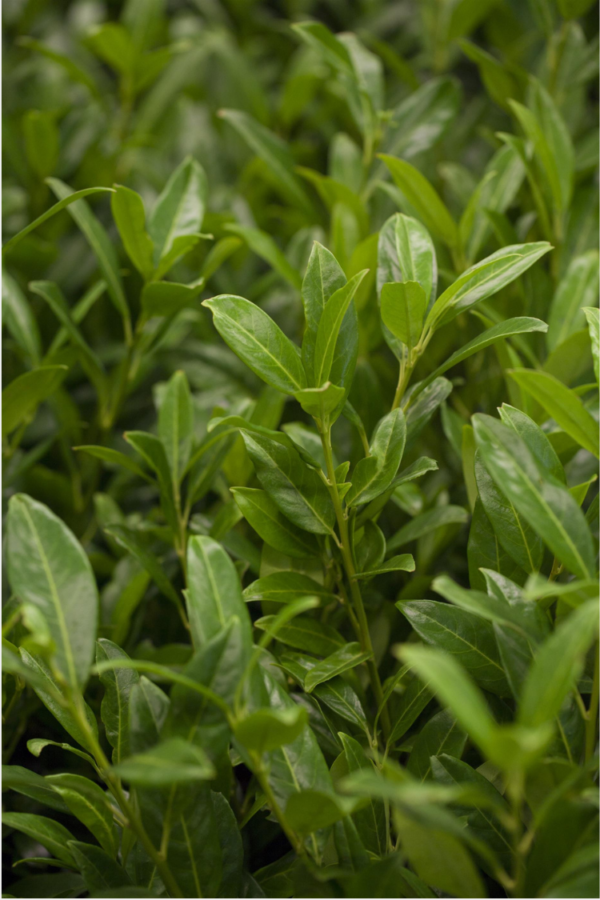 Laurbærhegg Herbergii