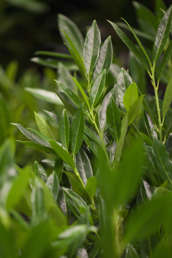 Laurbærhegg Otto-Luyken