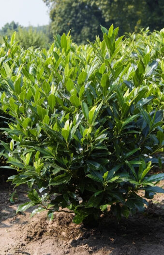 Laurbærhegg Otto-Luyken