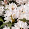 Hvit Rhododendron