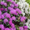 Blandet rhododendron