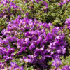 Blandet rhododendron