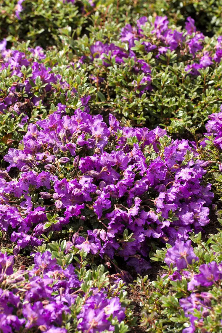 Blandet rhododendron