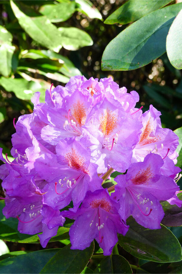Fiolett rhododendron
