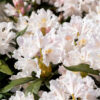 Hvit Rhododendron