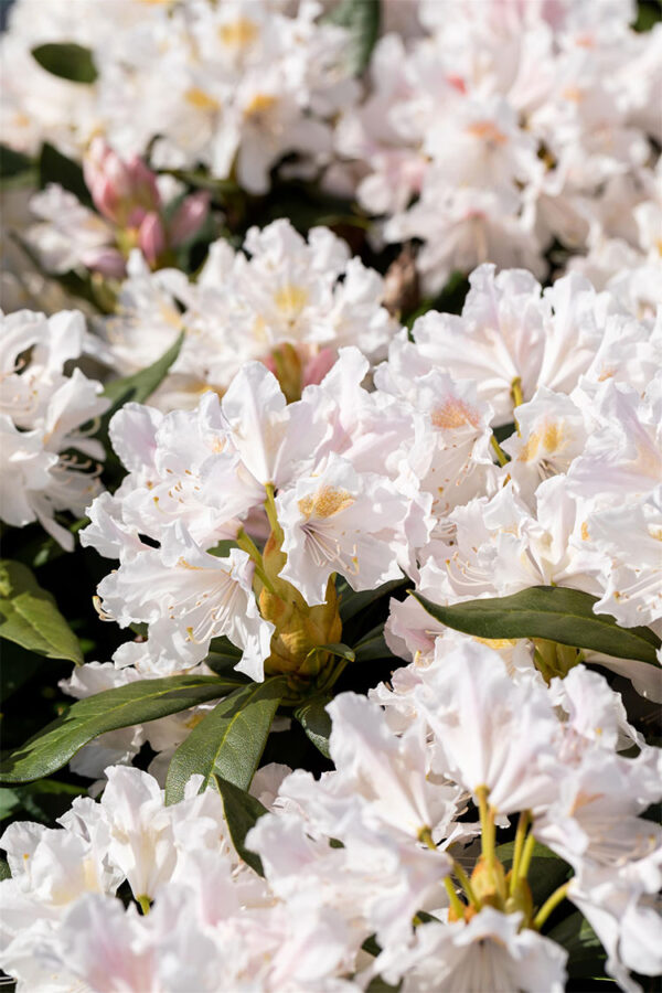 Hvit Rhododendron