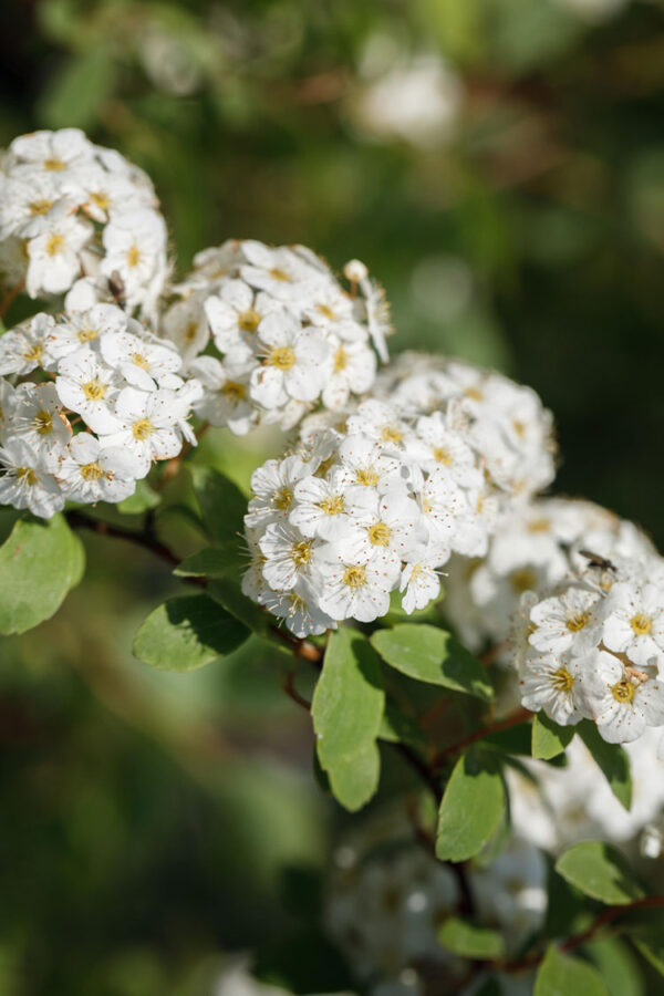 Gentspirea