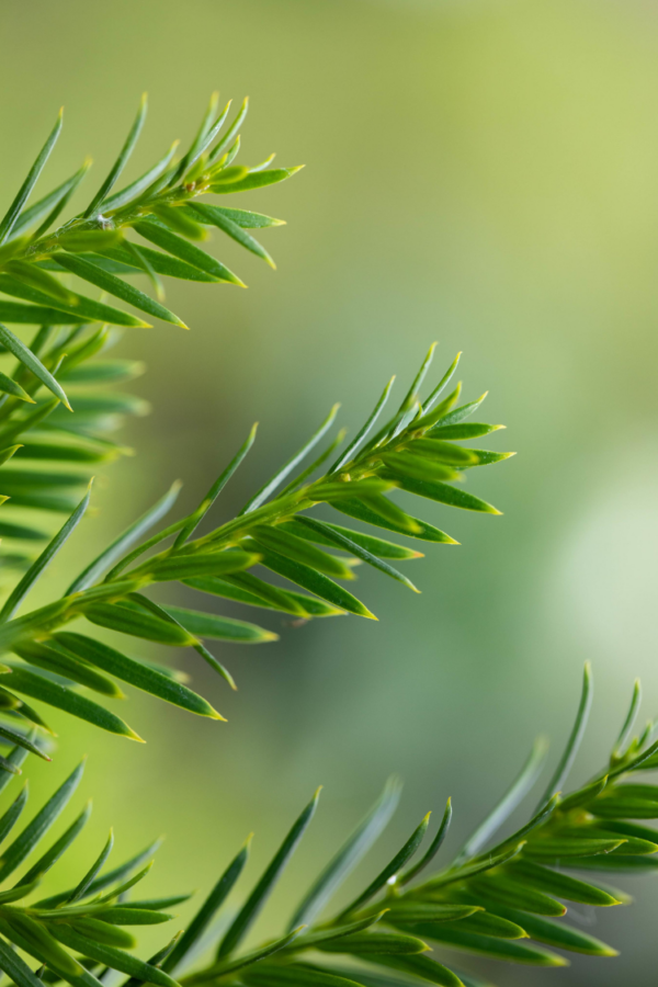 Europabarlind Taxus Baccata