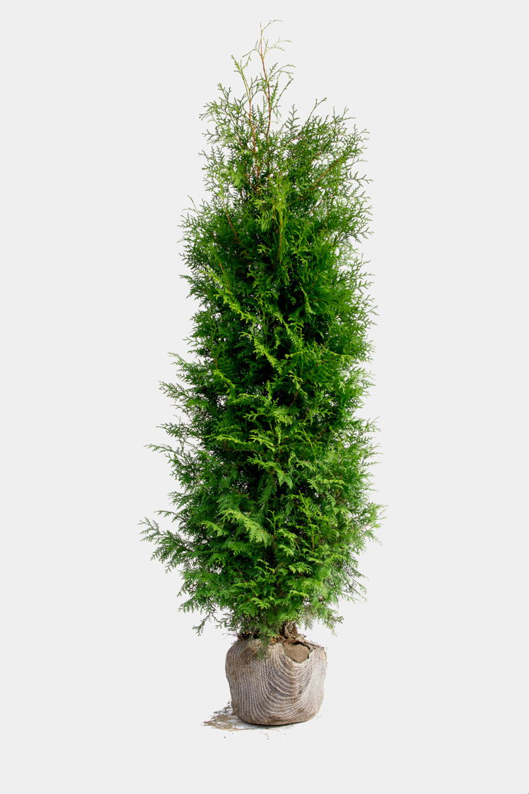 Velgrenet hekkplante Thuja Brabant 200cm