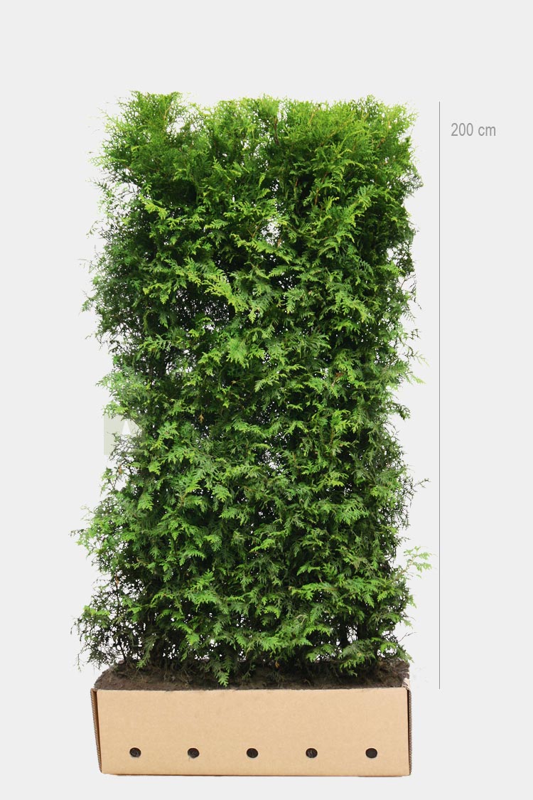 Ferdige hekkelementer thuja brabant 200cm