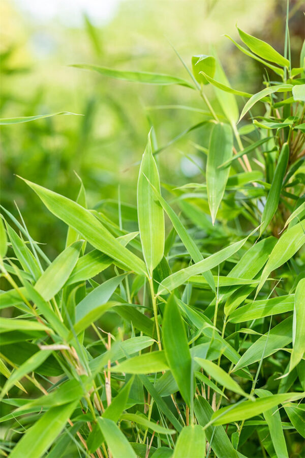 Gullrørbambus Jumbo
