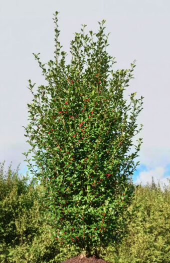 Kystkristtorn Alaska Velgrenet | Plantinavia