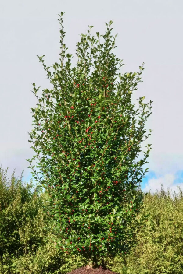 Kystkristtorn Alaska Velgrenet | Plantinavia