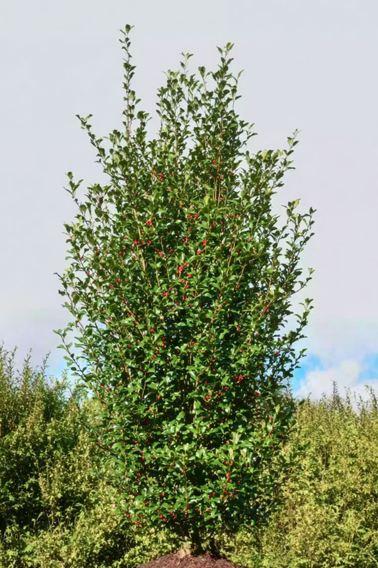 Kystkristtorn Alaska Velgrenet | Plantinavia