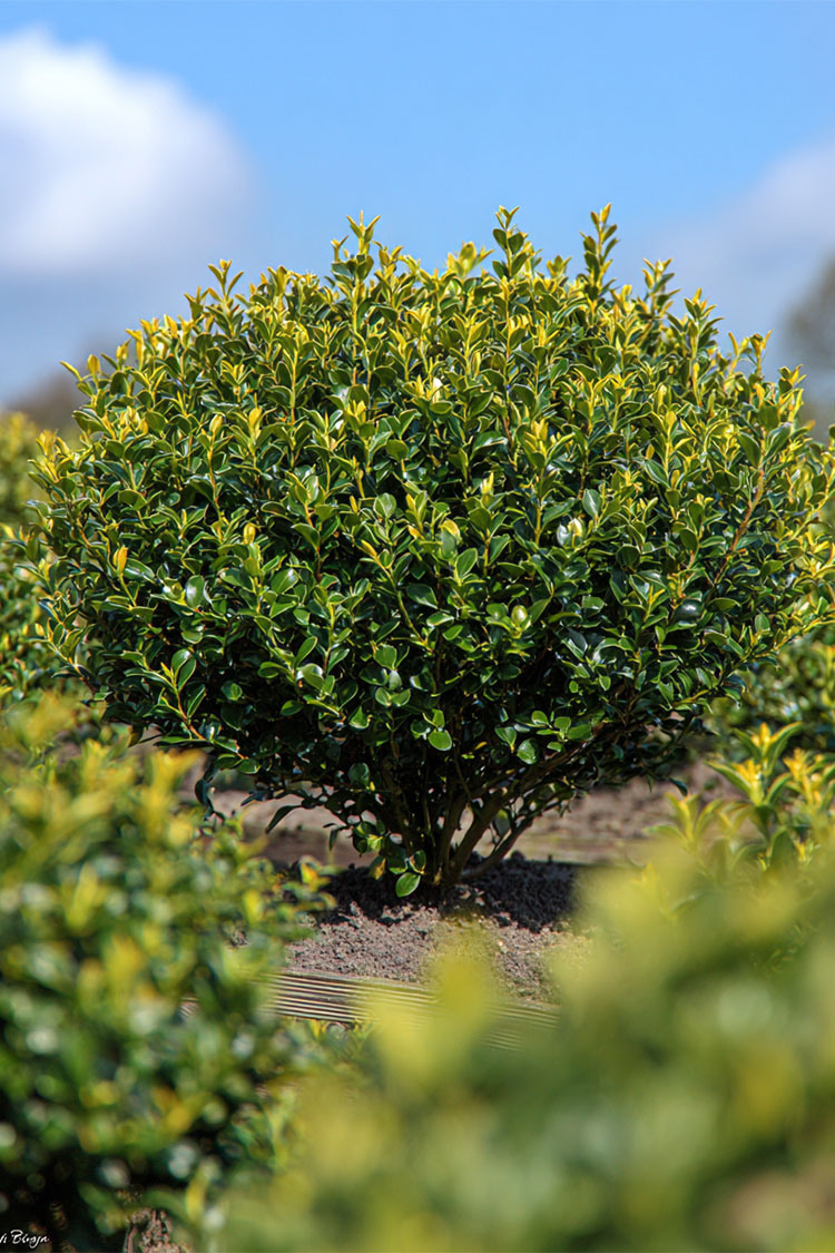Japansk kristtorn 'Blondie' Velgrenet | Plantinavia