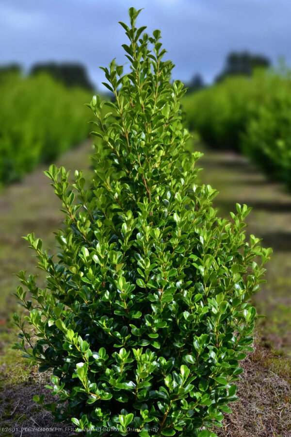 Japansk kristtorn 'Caroline Upright' Velgrenet | Plantinavia