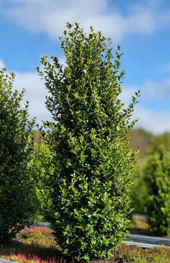 Japansk kristtorn 'Green Hedge' Velgrenet | Plantinavia