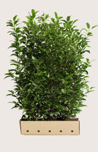 Laurbærhegg Caucasica Velgrenet | Plantinavia