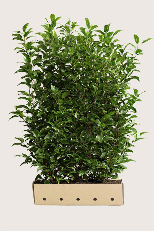 Laurbærhegg Caucasica Velgrenet | Plantinavia