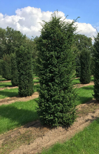 Europabarlind Taxus Baccata Velgrenet | Plantinavia