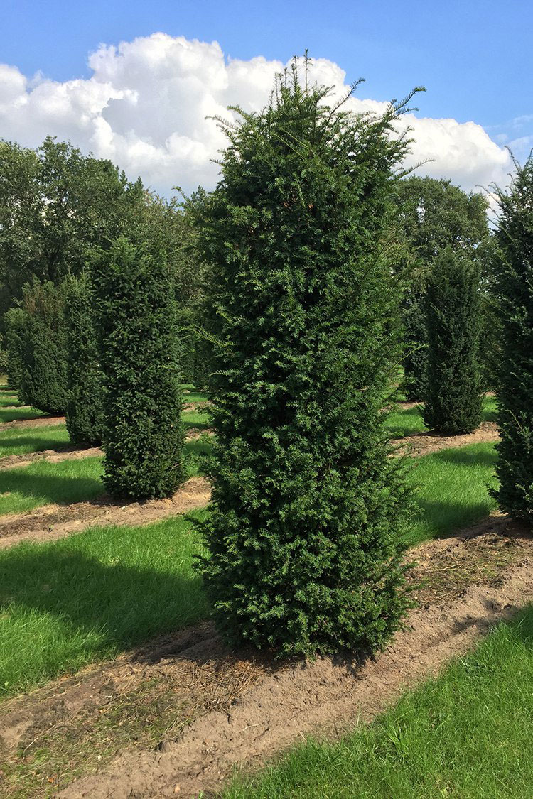 Europabarlind Taxus Baccata Velgrenet | Plantinavia