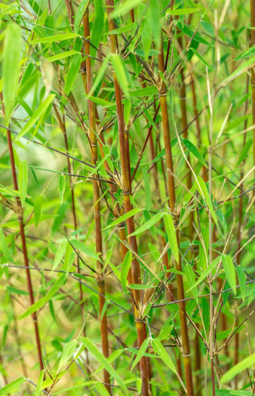 Tett og grønn bambushekk i hage, brukt som naturlig innsynsskjerming.