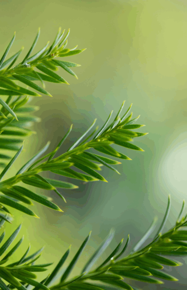 Nærbilde av barlind med glinsende, mørkegrønne nåler