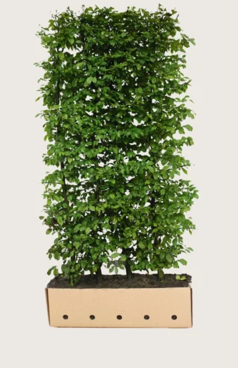 Agnbøk 200cm Velgrenet | Plantinavia