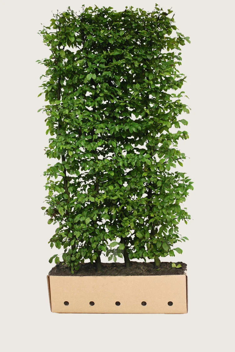 Agnbøk 200cm Velgrenet | Plantinavia