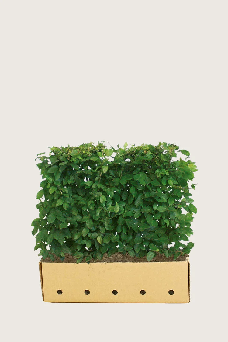 Agnbøk 80cm Velgrenet | Plantinavia