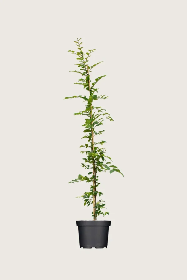Agnbøk 150cm Grenet | Plantinavia