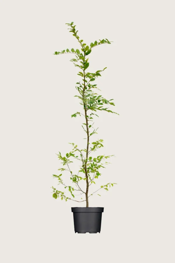 Agnbøk 250cm Grenet | Plantinavia