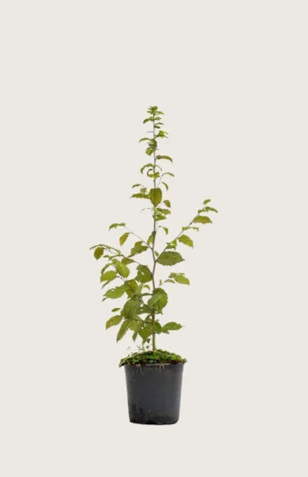 Agnbøk 40cm Grenet | Plantinavia