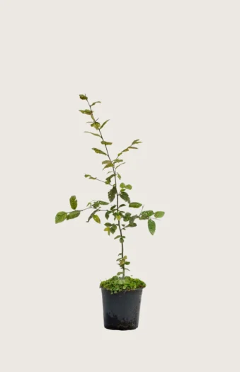 Agnbøk 100cm Outlet | Plantinavia