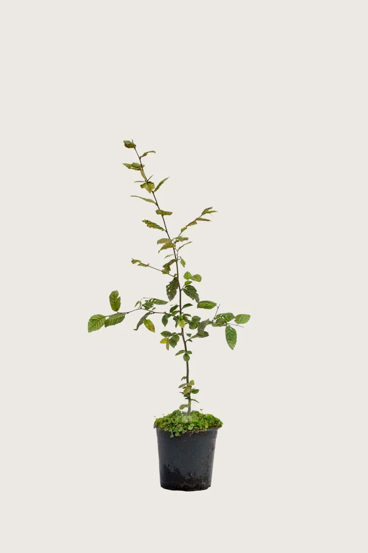 Agnbøk 80cm Outlet | Plantinavia