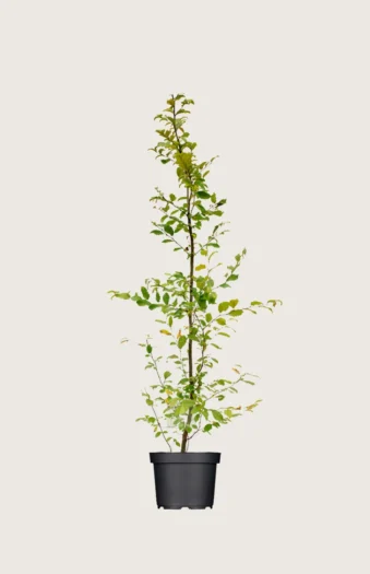 Agnbøk 150cm Velgrenet | Plantinavia