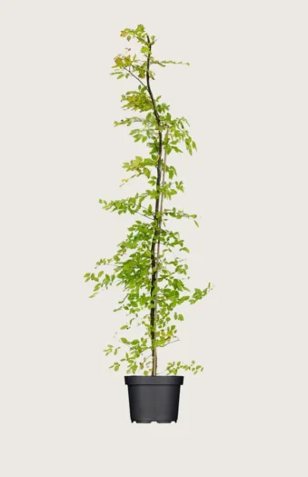 Agnbøk 250cm Velgrenet | Plantinavia