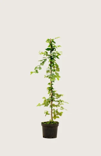 Agnbøk 80cm Velgrenet | Plantinavia