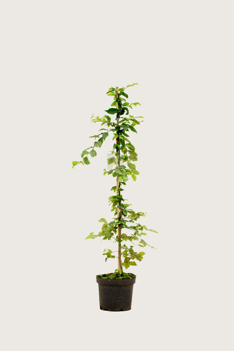 Agnbøk 80cm Velgrenet | Plantinavia