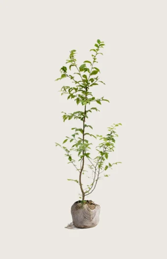 Agnbøk 125cm Grenet | Plantinavia