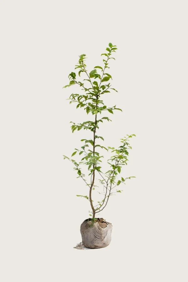 Agnbøk 150cm Grenet | Plantinavia