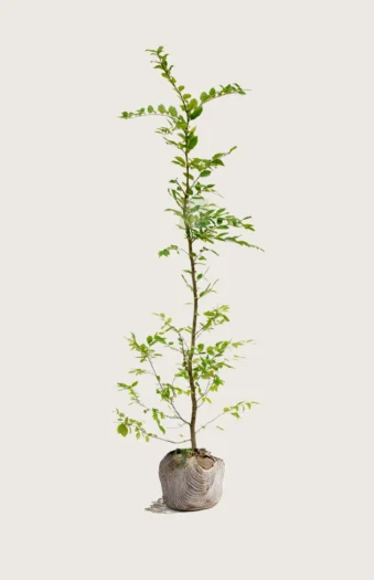 Agnbøk 350cm Grenet | Plantinavia