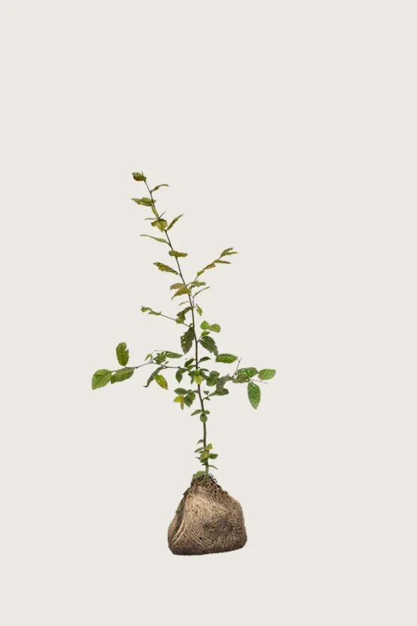 Agnbøk 100cm Outlet | Plantinavia