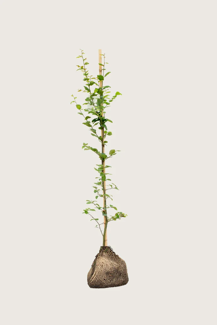 Agnbøk 175cm Outlet | Plantinavia