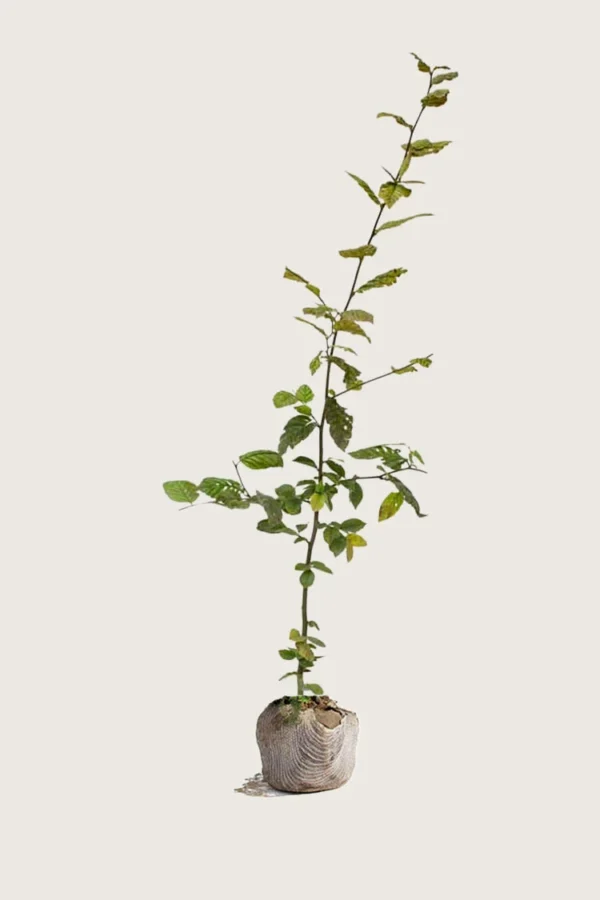 Agnbøk 250cm Outlet | Plantinavia