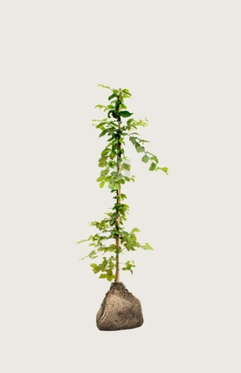 Agnbøk 100cm Velgrenet | Plantinavia